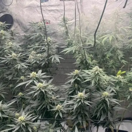 LSD Barneys Farm
