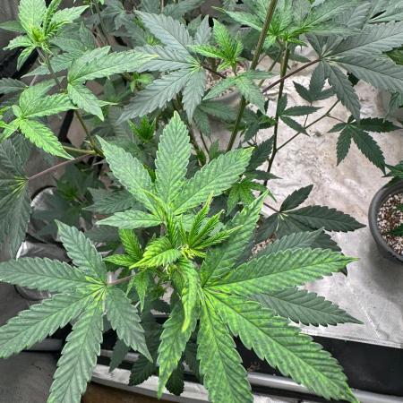 Ice Cream Haze