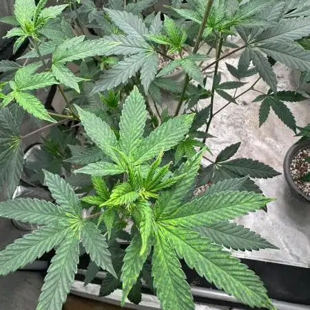 Ice Cream Haze