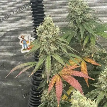 LSD Barneys Farm