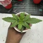 Strain B – Indica-Dominant (90%) | 7 weeks flowering | Fruity, Peppery, Sweet