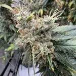 Strain B – Indica-Dominant (90%) | 7 weeks flowering | Fruity, Peppery, Sweet
