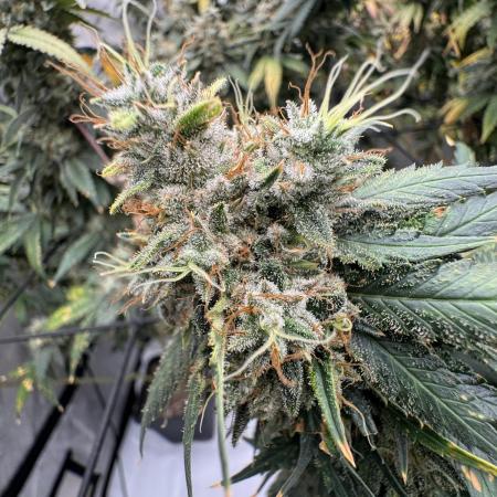 Strain B – Indica-Dominant (90%) | 7 weeks flowering | Fruity, Peppery, Sweet