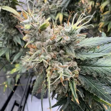 Strain B – Indica-Dominant (90%) | 7 weeks flowering | Fruity, Peppery, Sweet