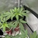 Square One Genetics