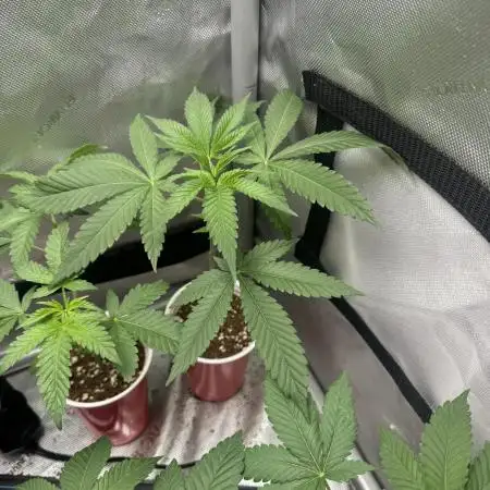 Square One Genetics