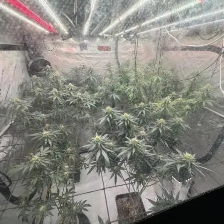 Strain B – Indica-Dominant (90%) | 7 weeks flowering | Fruity, Peppery, Sweet