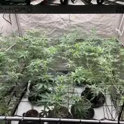 Blue Dream
