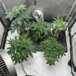 Orange bud 2.0