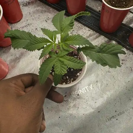 Square One Genetics