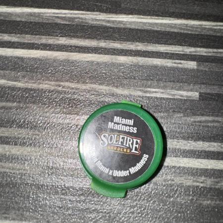 Miami Madness Mutant Discontinued