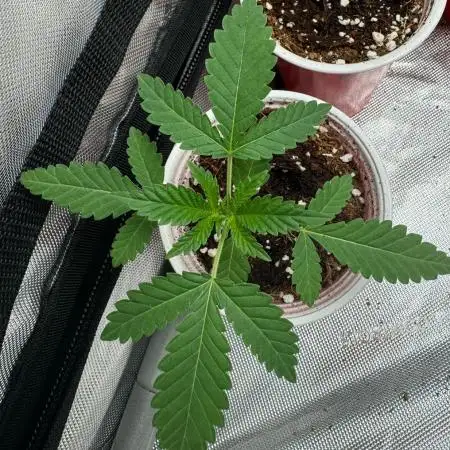 Baby cakes