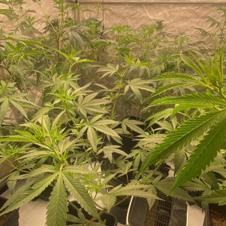 Square One Genetics – Chemferno