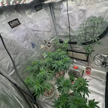 Ice Cream Haze