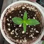 Sweet seeds