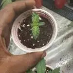 Mamasita