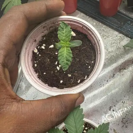 Mamasita