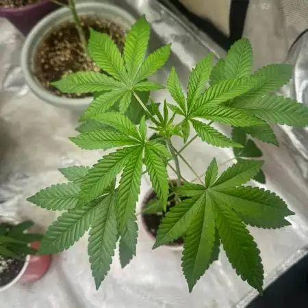 Mamasita