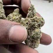 Square One Genetics – Chemferno