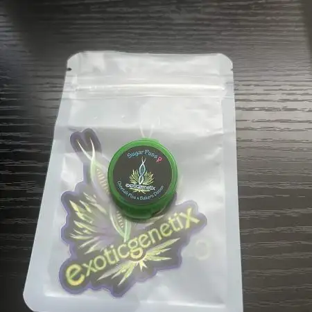 Exotic Genetic Sugar Puss 