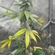 Lungbuster (time to bust in them lungs)