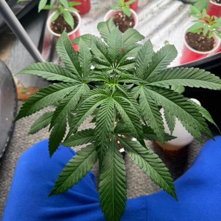 Square One Genetics