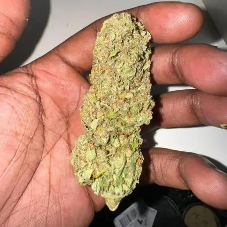 🍁🏆 Feminised Runtz Eternity Grow Cup 2025 Zamnesia 1 LITRE POT🏆🍁