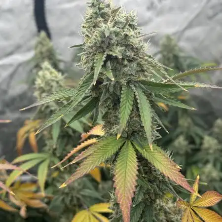 LSD Barneys Farm