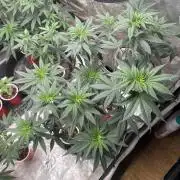 Blue Dream