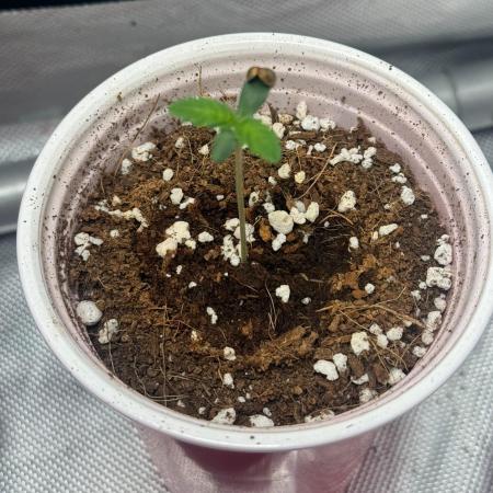 Square One Genetics