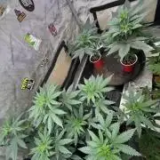 Lungbuster (time to bust in them lungs)