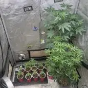 Lungbuster (time to bust in them lungs)