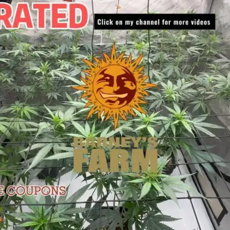 LSD Barneys Farm