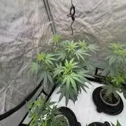 Lungbuster (time to bust in them lungs)