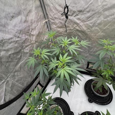 Lungbuster (time to bust in them lungs)