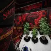 Blue Dream