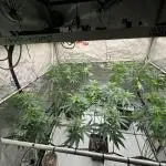 Strain B – Indica-Dominant (90%) | 7 weeks flowering | Fruity, Peppery, Sweet