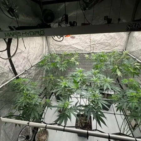 Strain B – Indica-Dominant (90%) | 7 weeks flowering | Fruity, Peppery, Sweet