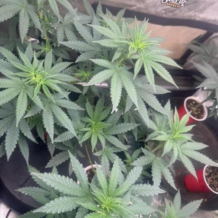 Blue Dream