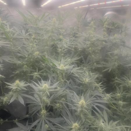 Square One Genetics – Chemferno