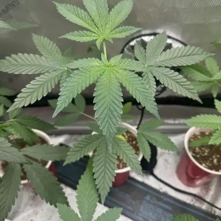 Baby cakes