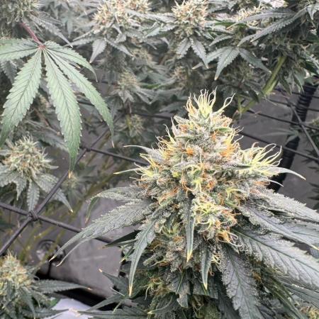 Strain B – Indica-Dominant (90%) | 7 weeks flowering | Fruity, Peppery, Sweet