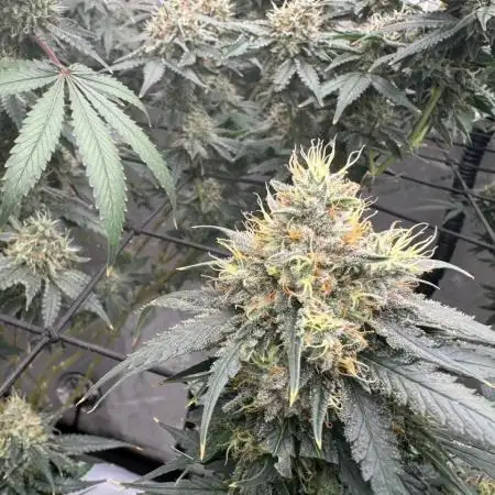 Strain B – Indica-Dominant (90%) | 7 weeks flowering | Fruity, Peppery, Sweet