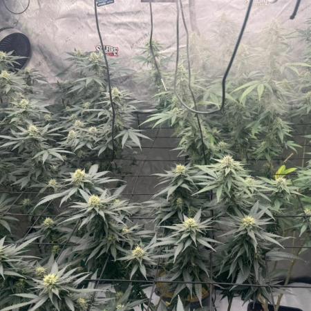 Strain B – Indica-Dominant (90%) | 7 weeks flowering | Fruity, Peppery, Sweet