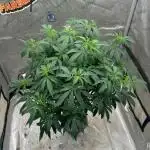 Orange bud 2.0