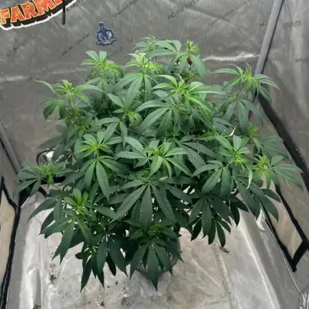 Orange bud 2.0