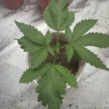 Terpgasm No Orgasm just Mutation GASM