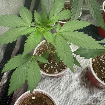 Sweet seeds