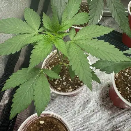 Sweet seeds
