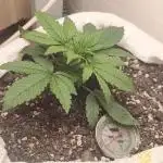 Banana purple punch auto